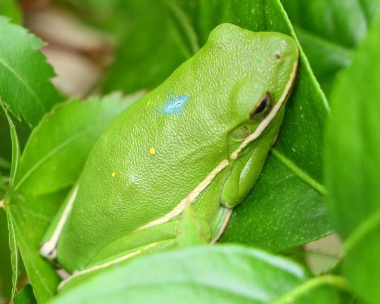 green treefrog Dryophytes cinereus with odd blue spot on back