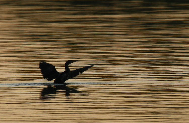 double-crested cormorant Nannopterum auritum flapping in water just after sunset