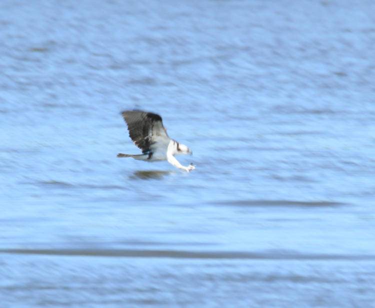 distant osprey Pandion haliaetus just making capture in lake