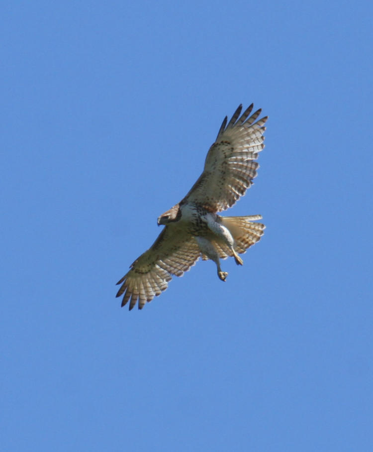 red-tailed hawk Buteo jamaicensis circling with talons dropped