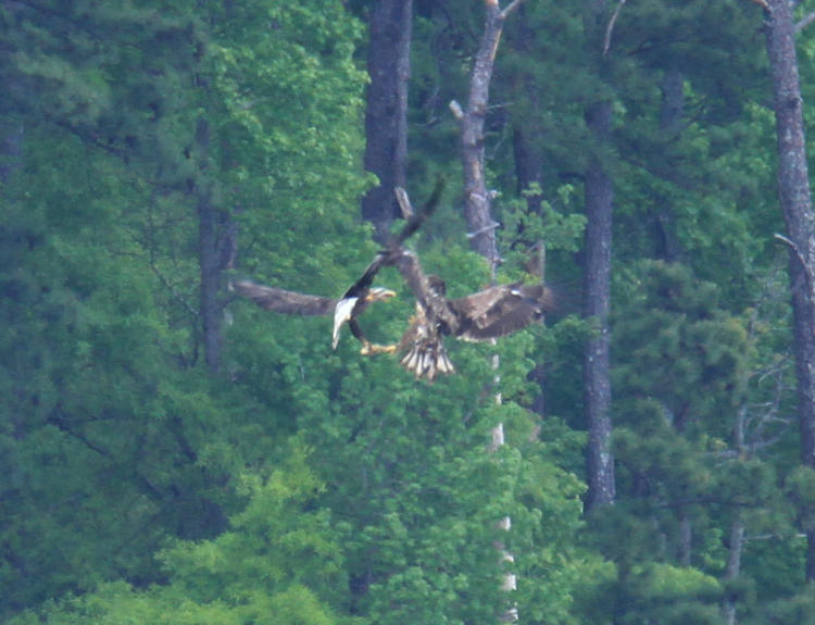 two juvenile bald eagles Haliaeetus leucocephalus squabbling in midair over a fish