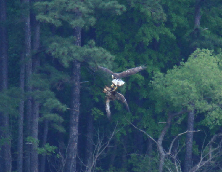 two juvenile bald eagles Haliaeetus leucocephalus squabbling in midair over a fish