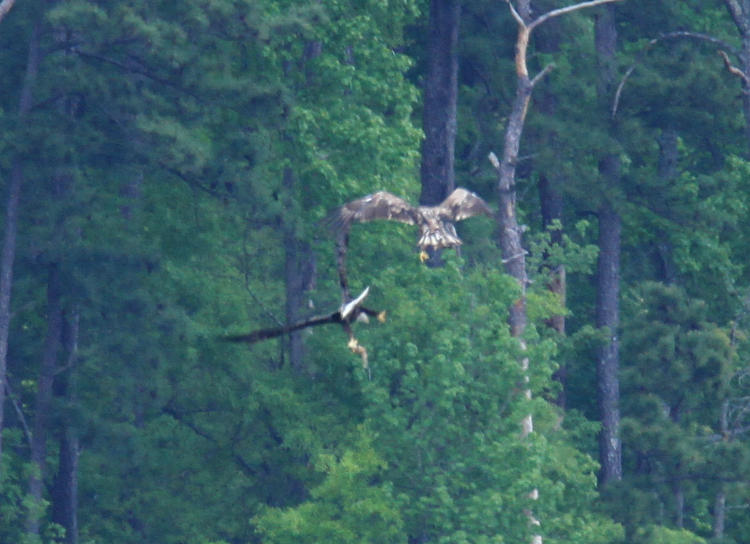 two juvenile bald eagles Haliaeetus leucocephalus squabbling in midair over a fish