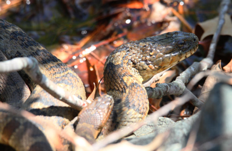 pair of basking northern water snakes Nerodia sipedon sipedon