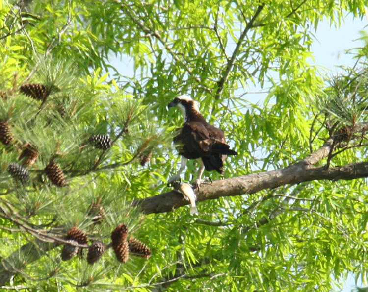 osprey Pandion haliaetus perched in tree with captured fish
