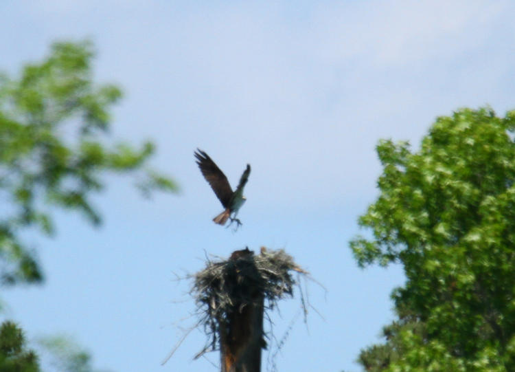 osprey Pandion haliaetus bringing material to nest, still unfocused