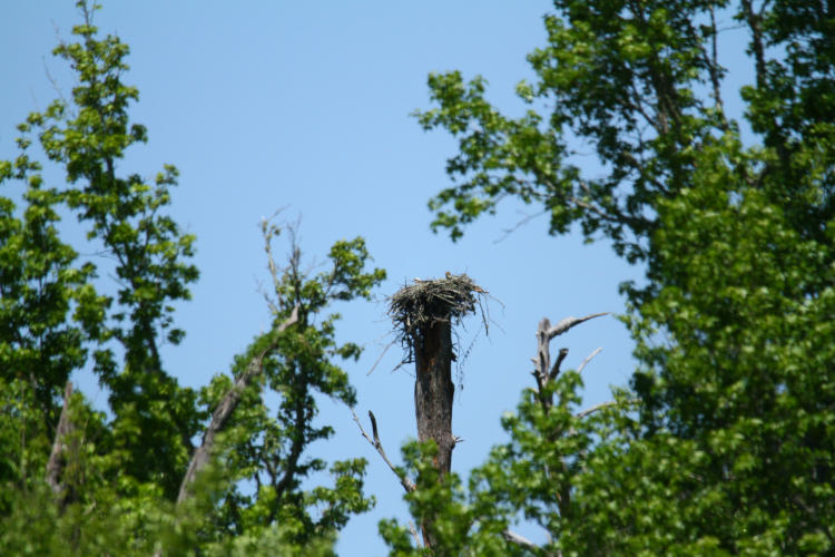 distant osprey Pandion haliaetus nest