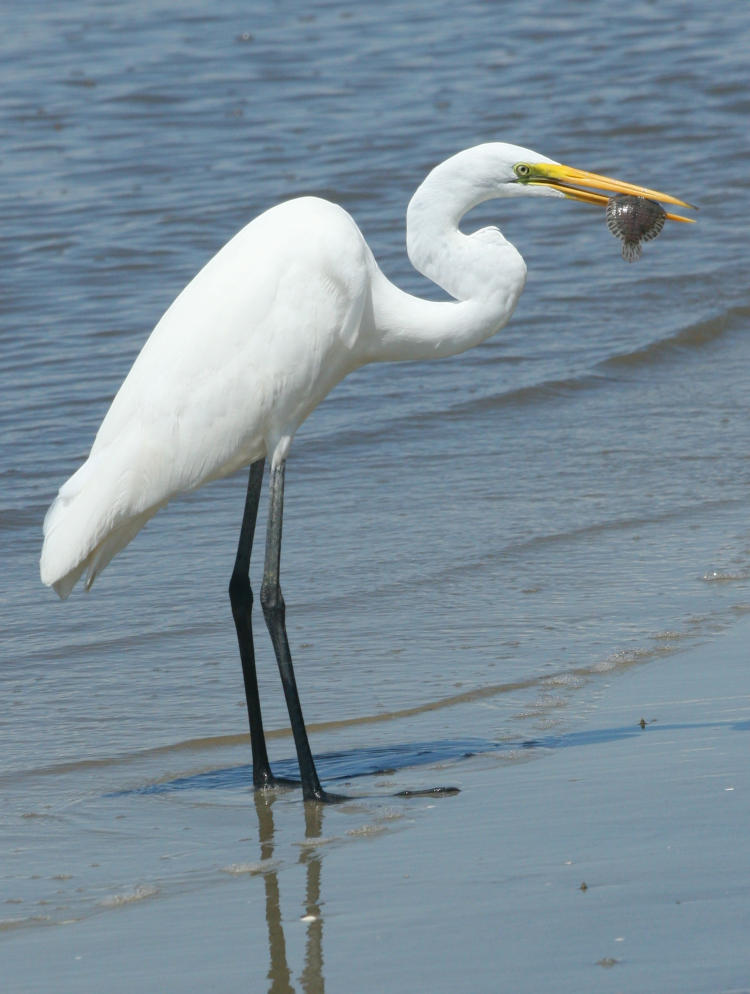 Great egret Ardea alba with tiny flounder on southern beach of Jekyll Island Georgia