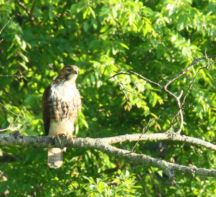 red-tailed hawk Buteo jamaicensis watching for movement from tree