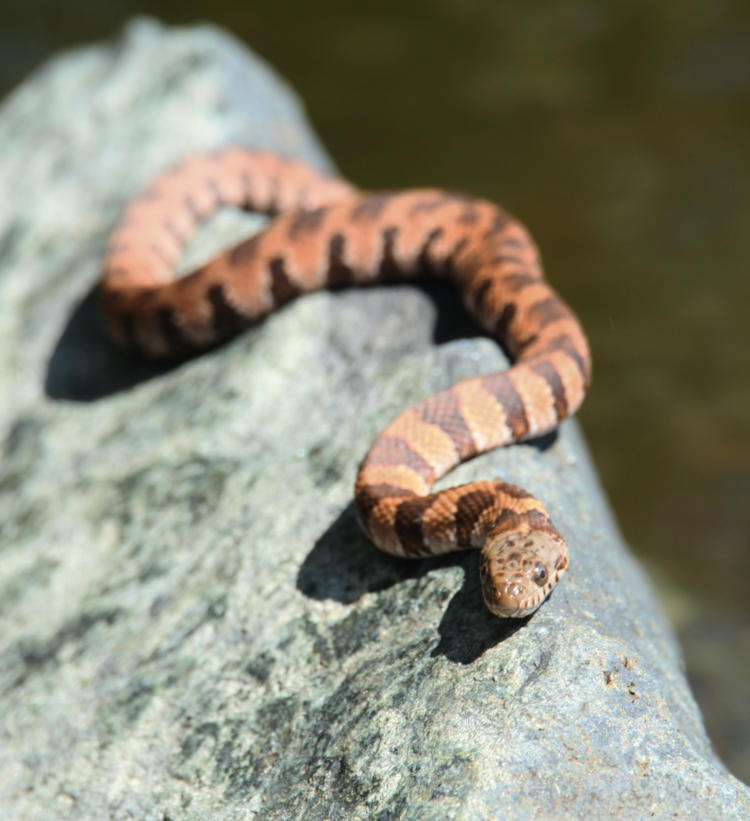 northern water snake Nerodia sipedon sipedon basking boldly on rock
