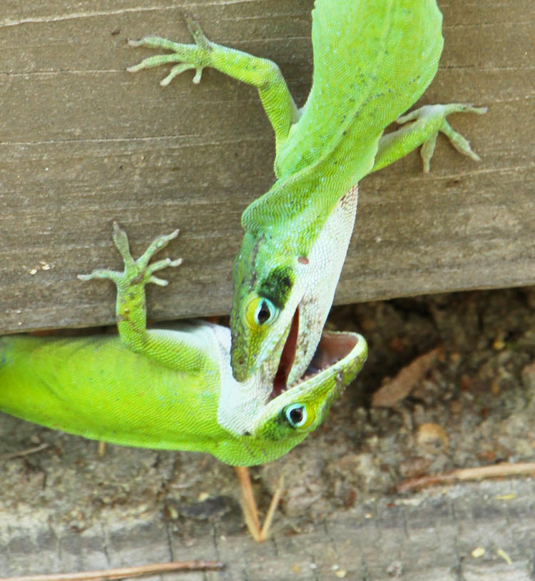 pair of male Carolina anoles Anolis carolinensis with jaws locked in territorial dispute