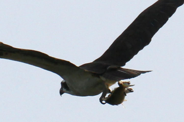 osprey Pandion halaietus cruising past with fish