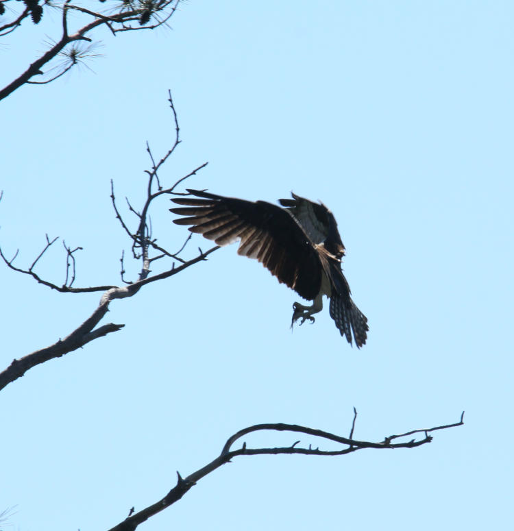 osprey Pandion haliaetus taking perch on dead tree with captured fish