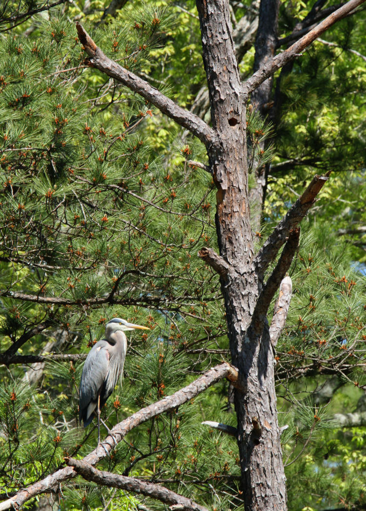 great blue heron Ardea herodias perched in dead tree