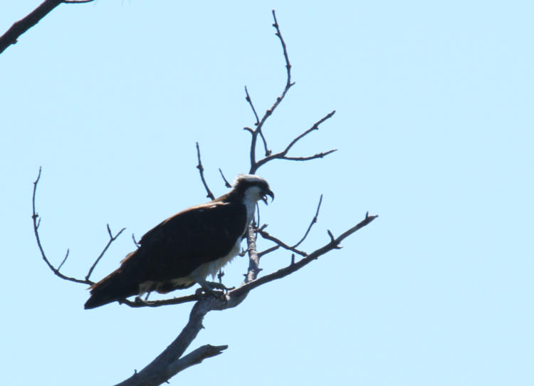 osprey Pandion haliaetus  in dead tree after finishing fish