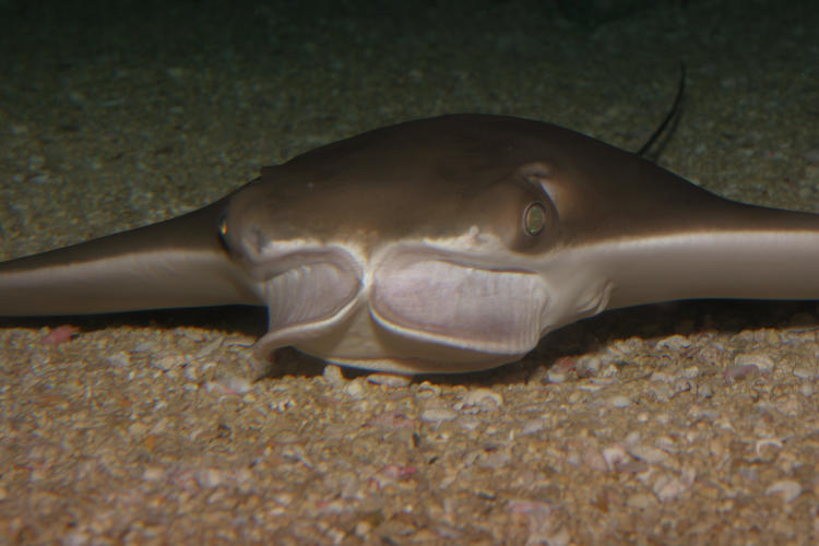 cownose ray Rhinoptera bonasus Jorgeanne skimming bottom