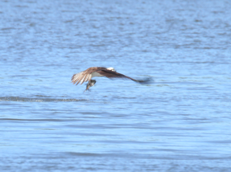 distant osprey Pandion haliaetus climbing from surface after snagging fish