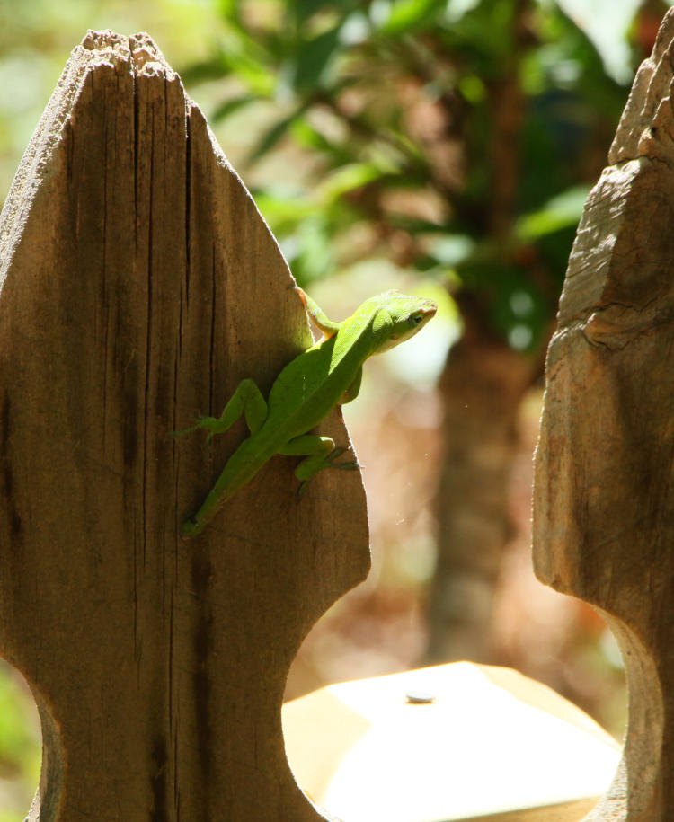 Carolina anole Anolis carolinensis 'Stubby' patrolling territory