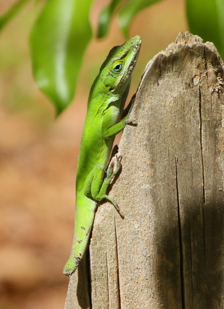 Carolina anole Anolis carolinensis 'Stubby' displaying scars from territorial fights a week ago