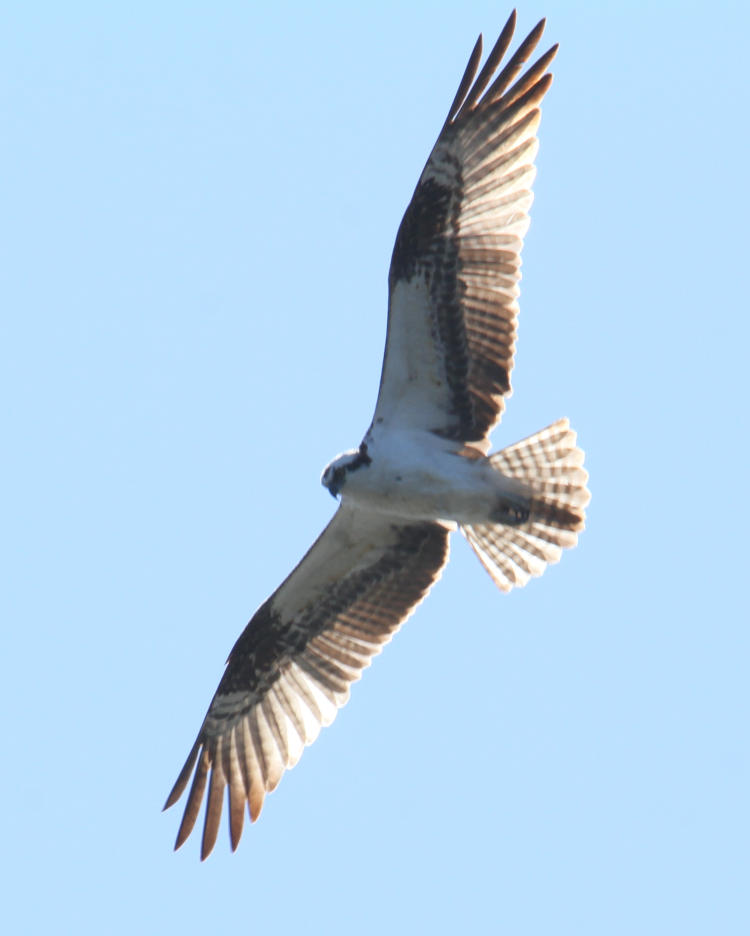 osprey Pandion haliaetus wheeling overhead backlit