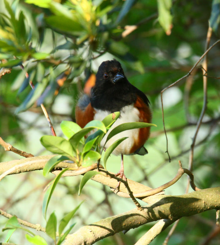 male eastern towhee Pipilo erythrophthalmus watching from within foliage