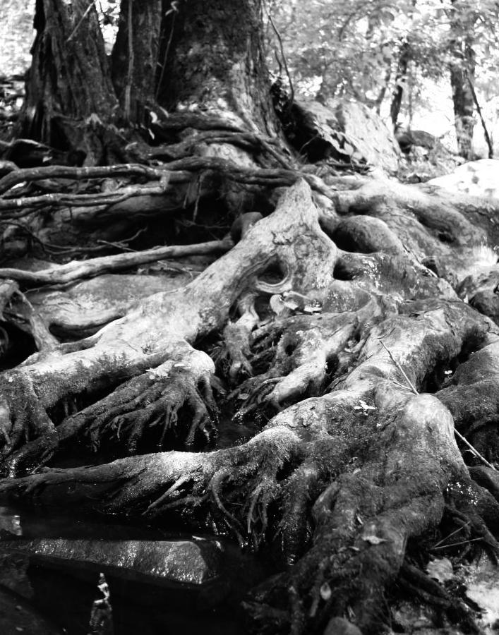 roots of possibly American sycamore Platanus occidentalis in green channel, greyscale