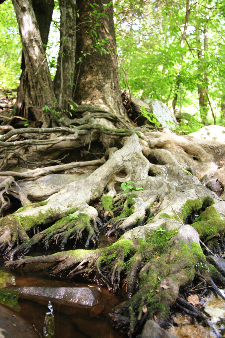 creekside root system, possibly of American sycamore Platanus occidentalis