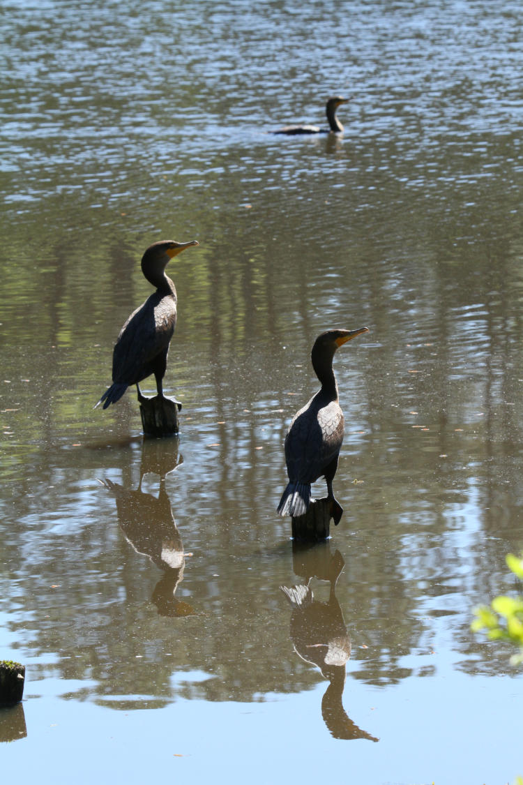 two perched and one swimming female double-crested cormorants Nannopterum auritum