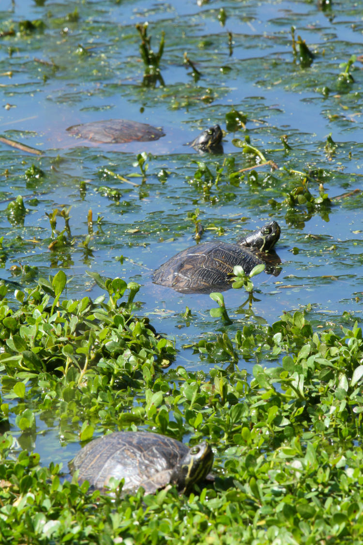 trio of yellow-bellied sliders Trachemys scripta scripta in neighborhood pond