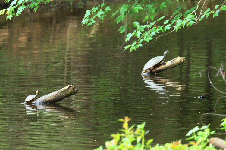 pair of yellow-bellied sliders Trachemys scripta scripta sunning on snags