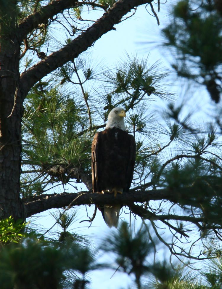 adult bald eagle Haliaeetus leucocephalus perched in tree