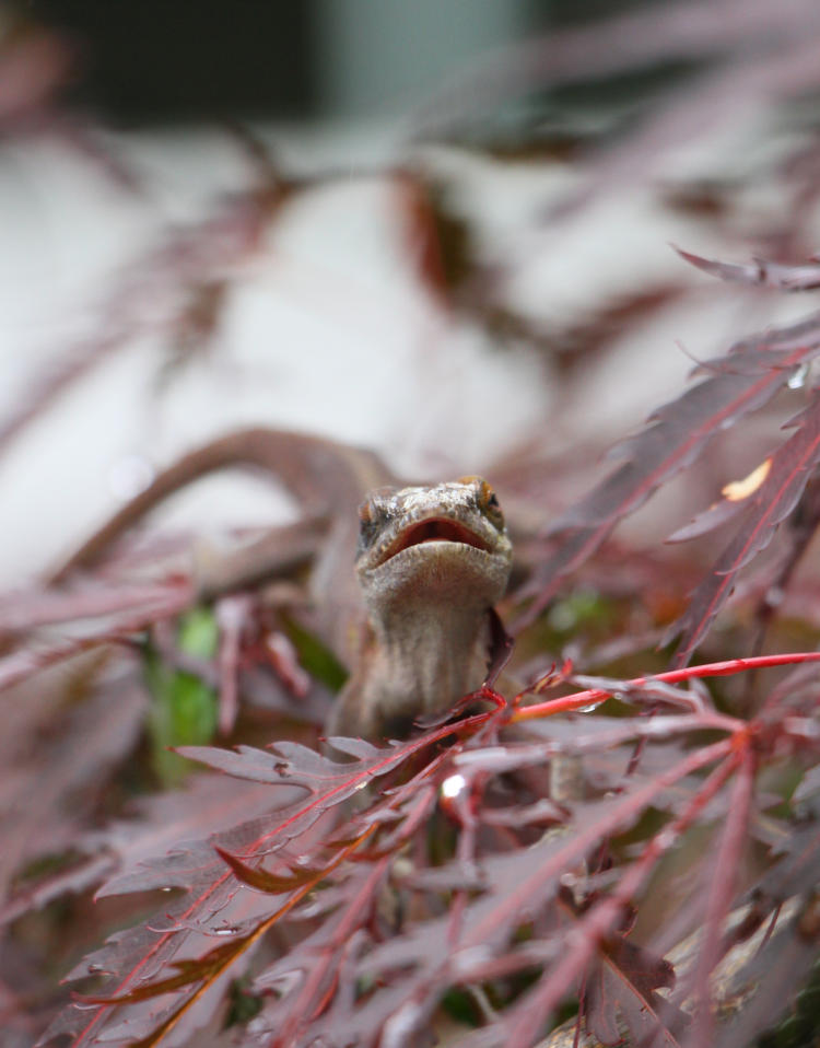 Carolina anole Anolis carolinensis perched on Japanese maple with its mouth open
