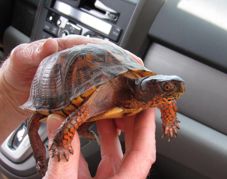 likely female eastern box turtle Terrapene carolina carolina being held by author's brother
