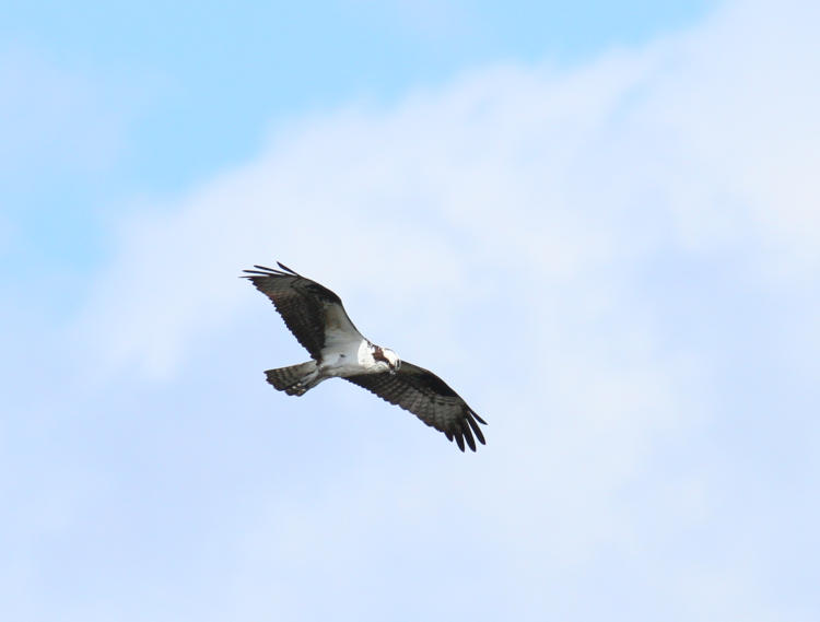 osprey Pandion haliaetus circling against scattered clouds