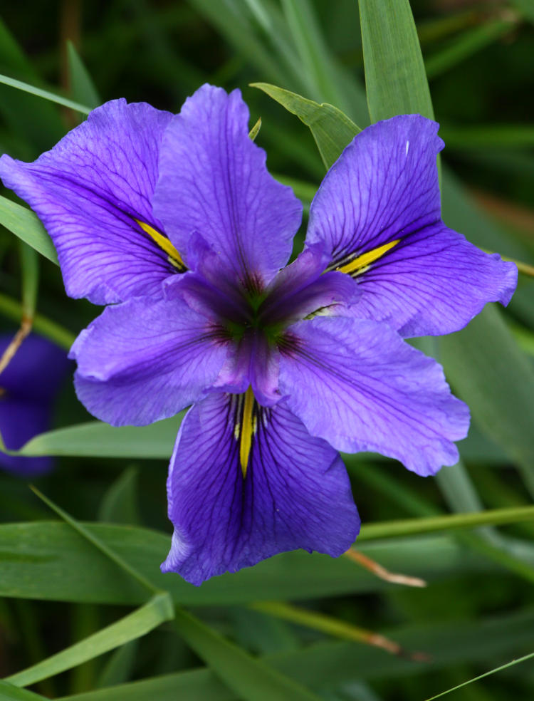 dwarf violet iris Iris verna blossom