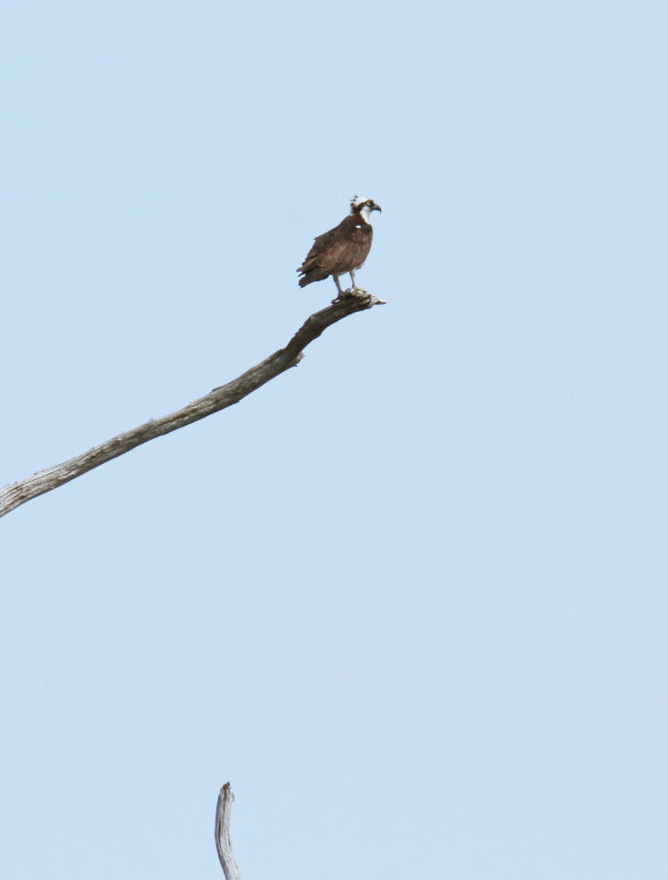 osprey Pandion haliaetus standing sentinel on dead tree