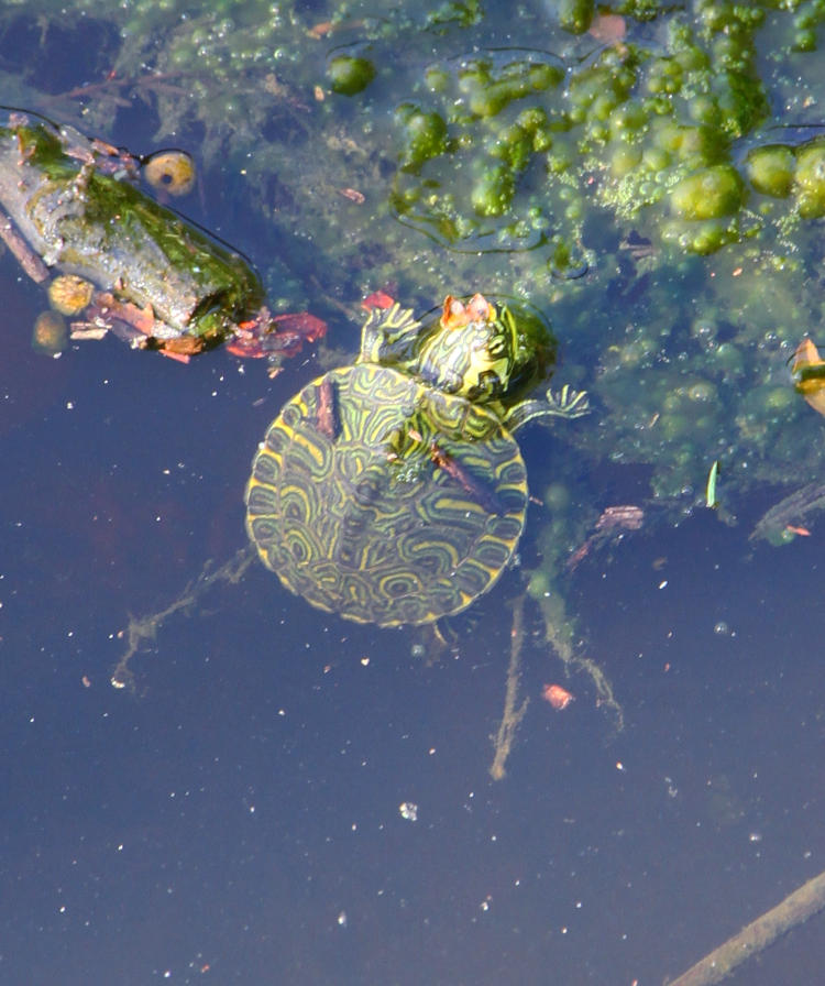 unidentified baby turtle at water's edge
