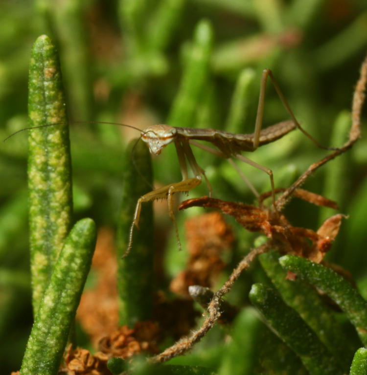newborn Chinese mantis Tenodera sinensis on rosemary leaves