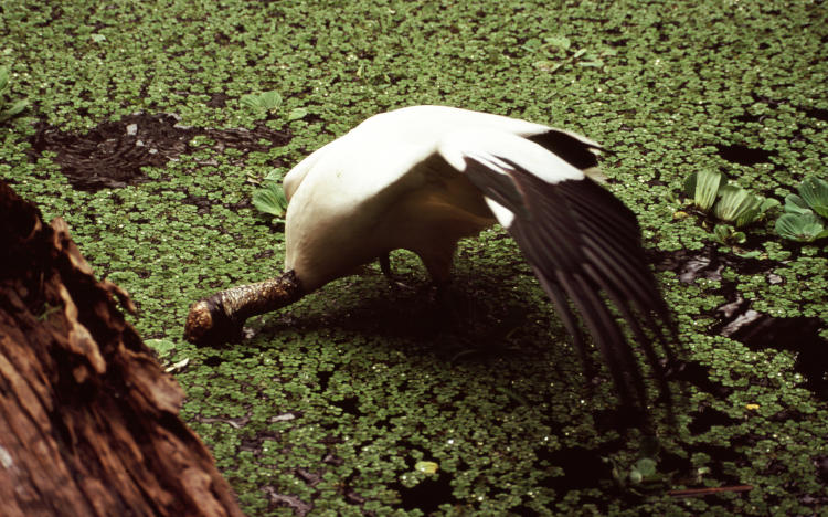 wood stork Mycteria americana fishing in pool within Audubon Corkscrew Swamp Sanctuary, Florida