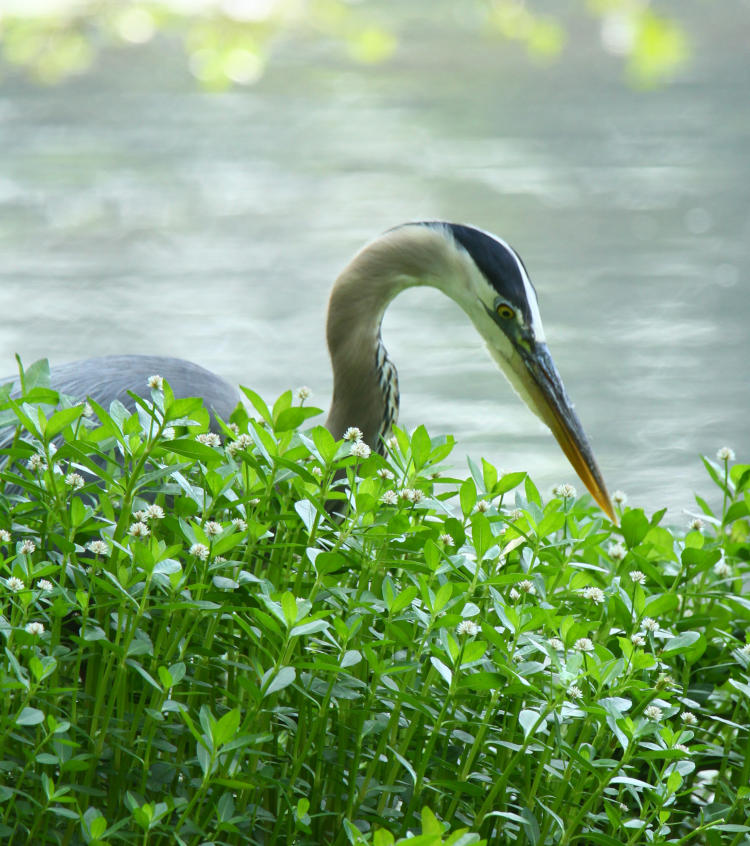 great blue heron Ardea herodias herodias peering into weeds for minnows