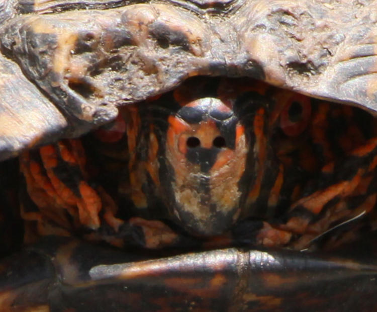 close up of face of likely male eastern box turtle Terrapene carolina carolina peering from shell