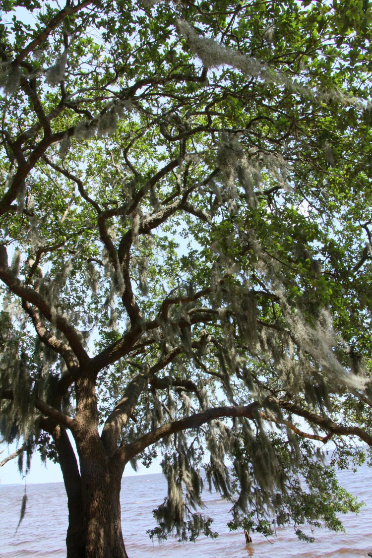 tree festooned with Spanish moss Tillandsia usneoides on banks of Pamlico River, Goose Creek State Park, NC