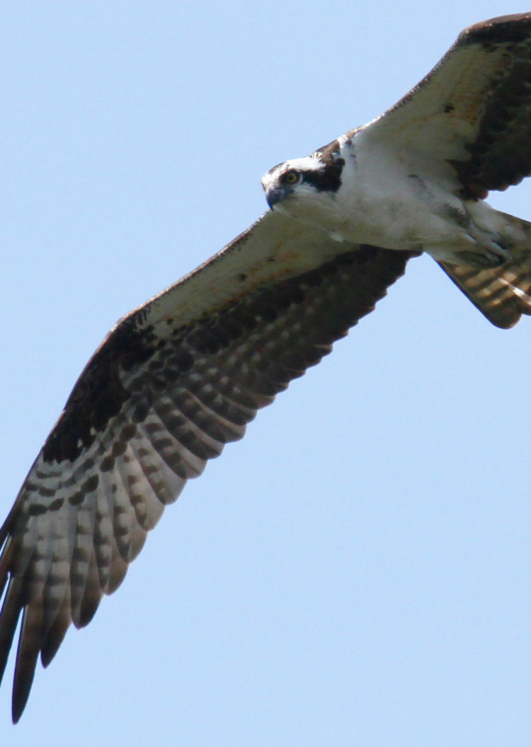 osprey Pandion haliaetus overhead in much better focus