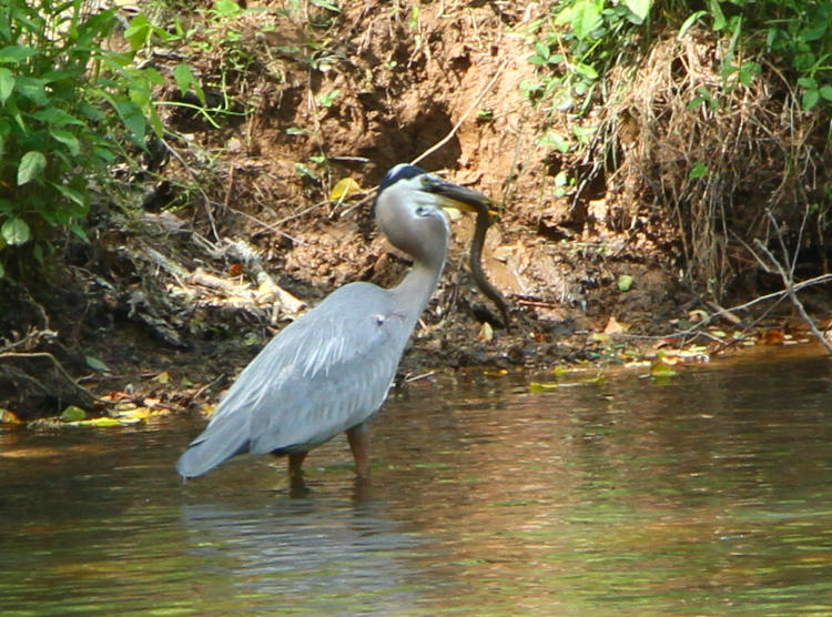 great blue heron Ardea herodias herodias on bank of Eno River with captured snake