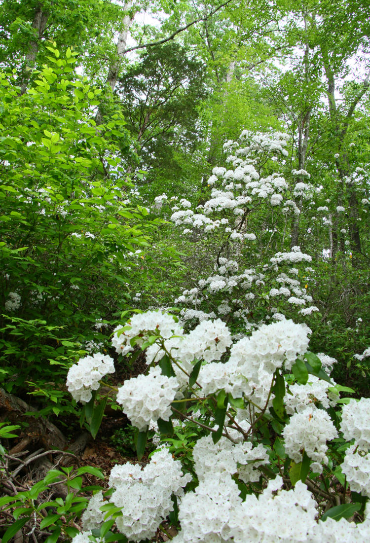 steep bank on edge of Eno River showing mountain laurel Kalmia latifolia in full bloom.