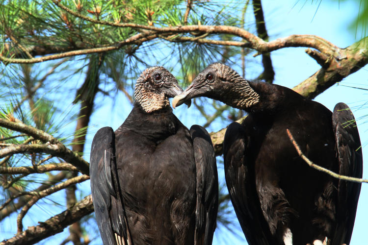 pair of black vultures Coragyps atratus nuzzling in tree