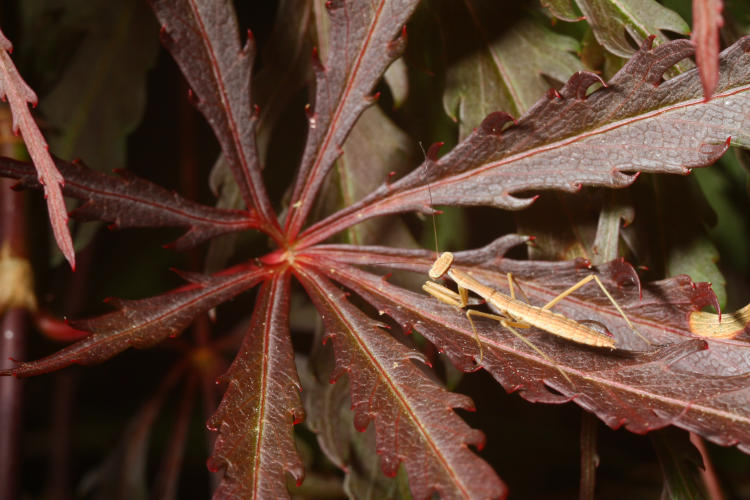 newborn Chinese mantis Tenodera sinensis on Japanese maple leaves