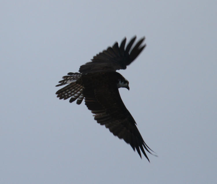 osprey Pandion haliaetus circling for prey