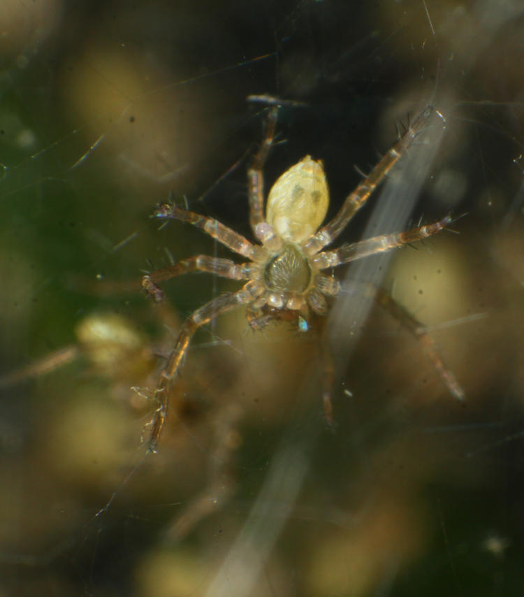 underside of newborn fishing spider Dolomedes