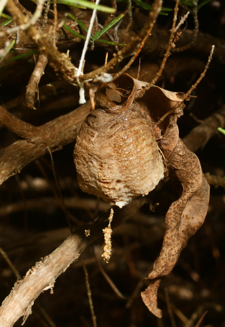 recently hatched egg case ootheca of Chinese mantis Tenodera sinensis